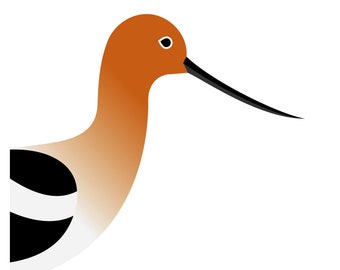 American Avocet - Vivid Series - Fine Art Bird Print