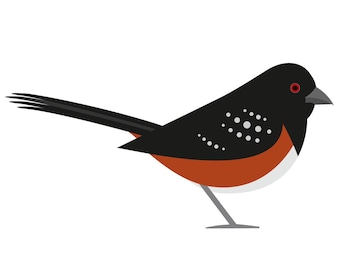 Spotted Towhee - Fine Art Bird Print