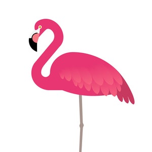 American Flamingo - Fine Art Print