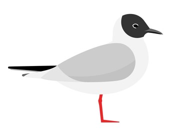Bonaparte's Gull - Fine Art Bird Print