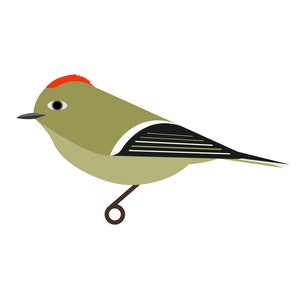 May include: A green and black ruby-crowned kinglet bird with a red crown, perched on a branch.