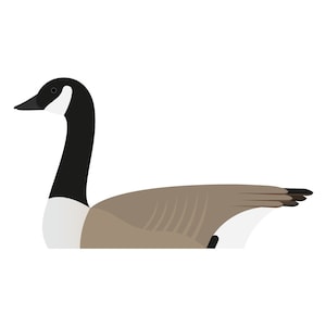 Canada Goose - Fine Art Print