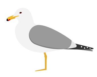 California Gull - Fine Art Bird Print