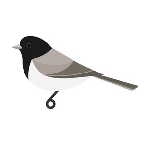 Dark-eyed Junco - Fine Art Print