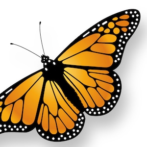 Monarch Butterfly - Vivid Series - Fine Art Print