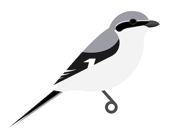 Northern Shrike - Fine Art Bird Print