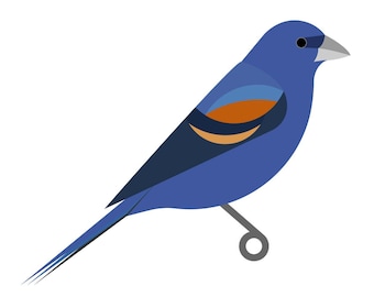 Blue Grosbeak - Fine Art Bird Print