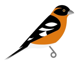 Black-headed Grosbeak - Fine Art Bird Print