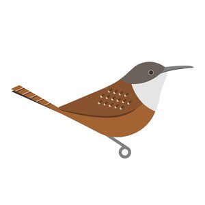 Canyon Wren - Fine Art Bird Print