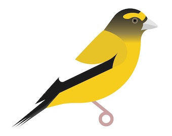 Evening Grosbeak - Fine Art Bird Print