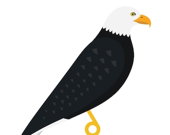 Bald Eagle - Fine Art Bird Print