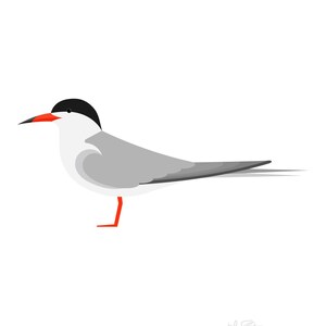 Common Tern - Fine Art Print