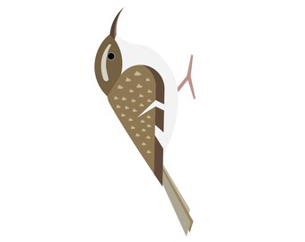 Brown Creeper - Fine Art Bird Print