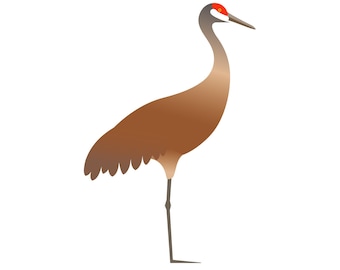 Sandhill Crane - Fine Art Bird Print
