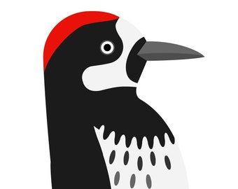 Acorn Woodpecker - Vivid Series - Fine Art Bird Print