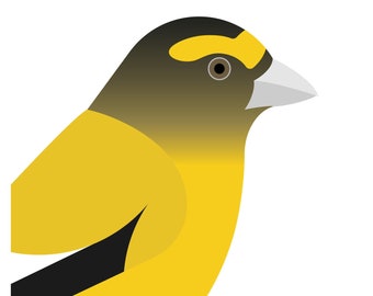 Evening Grosbeak - Vivid Series - Fine Art Bird Print