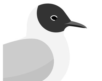 Bonaparte's Gull - Vivid Series - Fine Art Bird Print