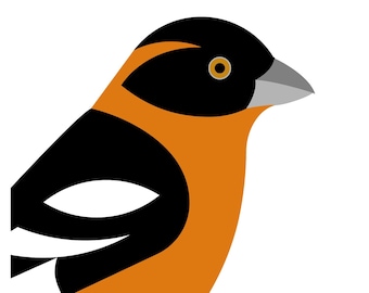 Black-headed Grosbeak - Vivid Series - Fine Art Bird Print