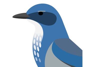 Woodhouse's Scrub Jay - Vivid Series - Fine Art Bird Print