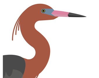 Reddish Egret - Vivid Series - Fine Art Bird Print
