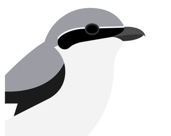Northern Shrike - Vivid Series - Fine Art Bird Print