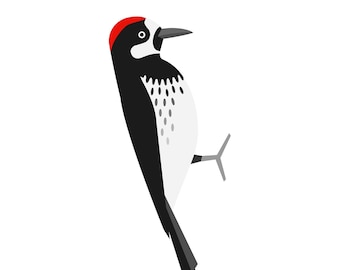 Acorn Woodpecker - Fine Art Bird Print