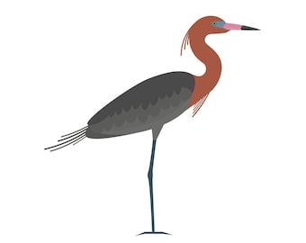 Reddish Egret - Fine Art Bird Print