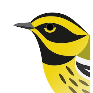 Townsend&#39;s Warbler - Vivid Series - Fine Art Bird Print