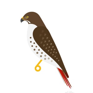 Red-tailed Hawk - Fine Art Bird Print