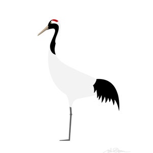 Red-crowned Crane - Fine Art Bird Print