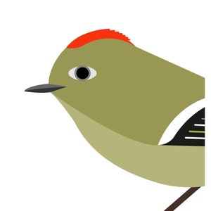 May include: A green and brown bird with a red crown, a black eye, and a white stripe on its back.