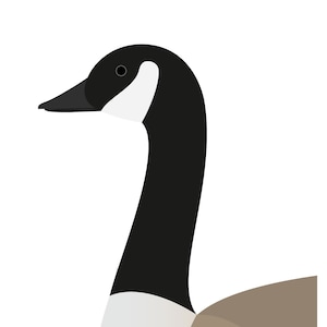 Canada Goose - Vivid Series - Fine Art Print