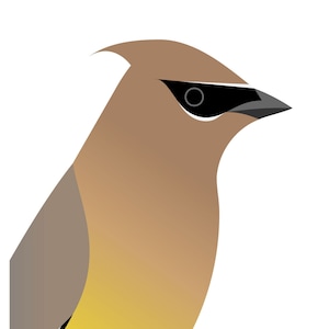Cedar Waxwing - Vivid Series - Fine Art Print
