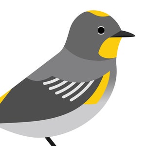 Yellow-rumped Audubon&#39;s Warbler - Vivid Series