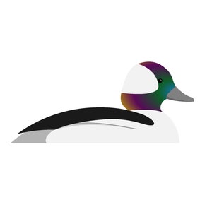 Bufflehead - Fine Art Print