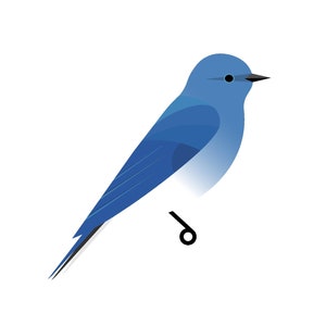 Mountain Bluebird - Fine Art Print