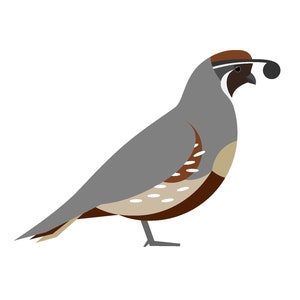 California Quail - Fine Art Print
