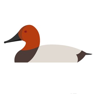 Canvasback - Fine Art Print
