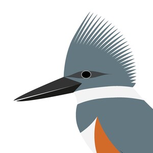 Belted Kingfisher - Vivid Series - Fine Art Print