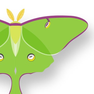 Luna Moth - Vivid Series - Fine Art Print