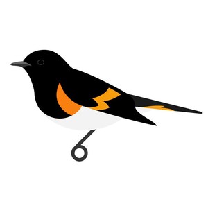 American Redstart - Fine Art Bird Print