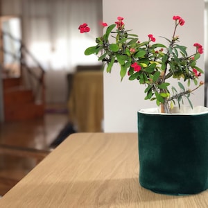 Puede incluir: Una pequeña maceta de terciopelo verde con un borde blanco, que contiene una planta en maceta con flores rojas y hojas verdes.