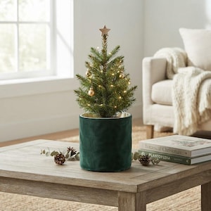 Puede incluir: Un pequeño árbol de hoja perenne en maceta decorado con pequeñas luces blancas cálidas y adornos dorados. El árbol está rematado con una estrella de madera y se asienta dentro de una funda cilíndrica de terciopelo verde oscuro.