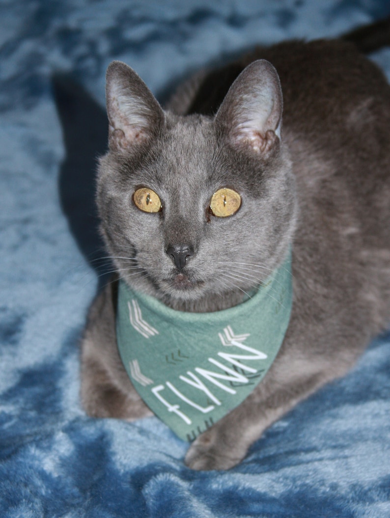 May include: A gray cat with yellow eyes wearing a green bandana with the word "FLYNN" printed on it. The cat is lying on a blue blanket.