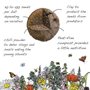 Wildflower Seeds for Bees Butterflies and Wildlife 300 Seed image 7