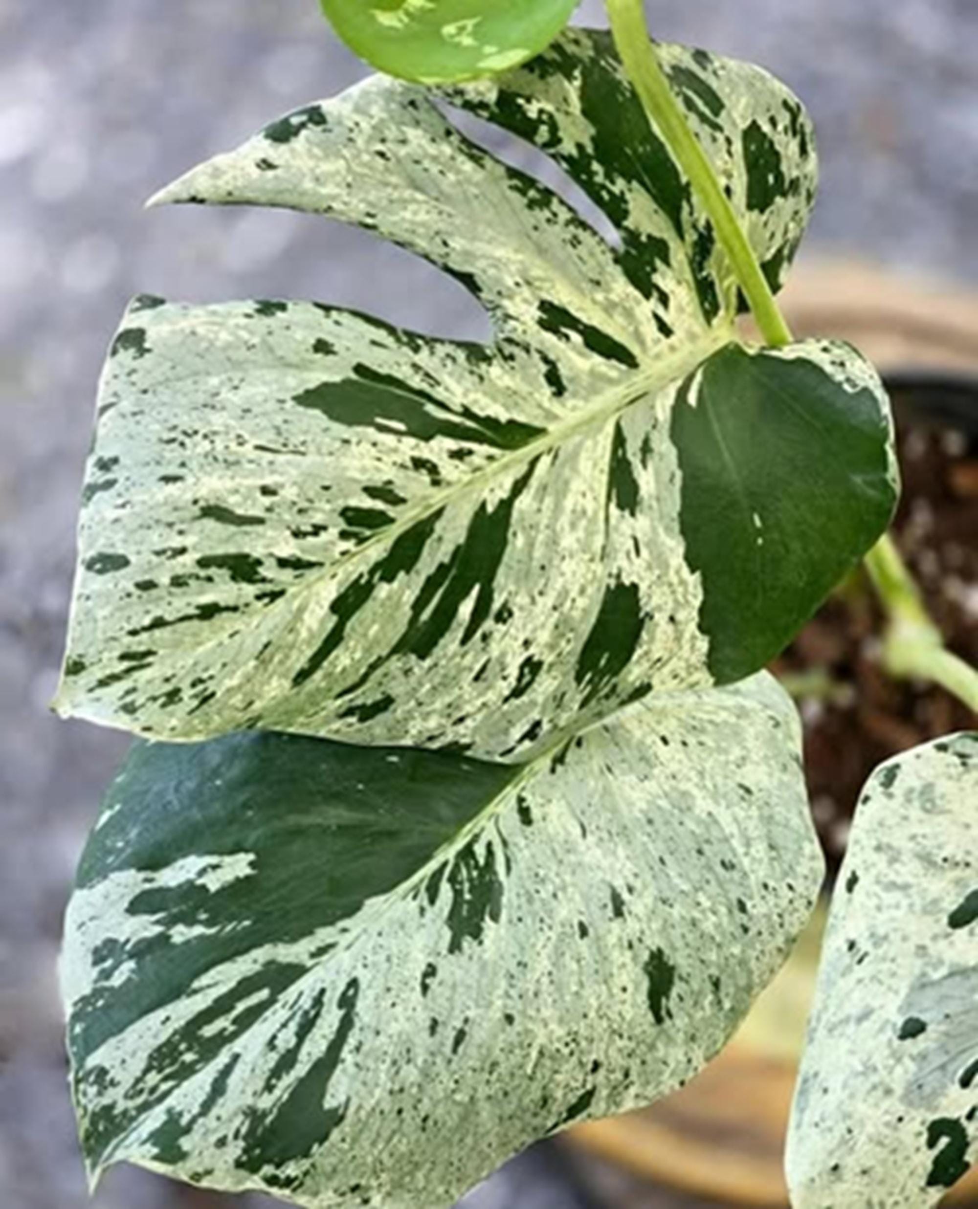 Monstera mint - Etsy 日本 Monstera mint - Etsy 日本
