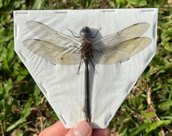 Green Emperor Dragonfly | Anax Gibbosulus | Damselfly | Preserved Insect | Frame Ready | Taxidermy Bug | Entomology Art