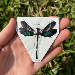 May include: A preserved dragonfly specimen, pinned to a white paper backing. The dragonfly has black wings with iridescent green and blue highlights. The insect is held in a hand against a backdrop of green grass.