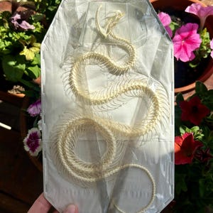 May include: A preserved off-white snake skeleton specimen displayed on a white rectangular backing card. The skeletal structure is arranged in a coiled, serpentine pattern and is fully encased in a clear, protective plastic film covering.