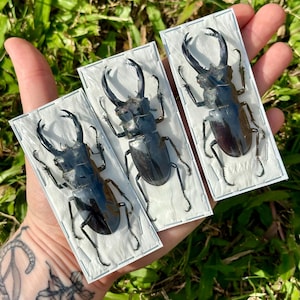 May include: Three framed stag beetles, each encased in a white frame. The beetles are dark brown with large mandibles. The frames are held against a background of green grass.